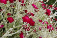 Graines de Coquelourde à Fleurs Rouges