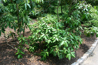 Graines Rhododendron maximum, Grand Laurier, Grand Rhododendron, Rhododendron Rosebay, Rhododendron Américain