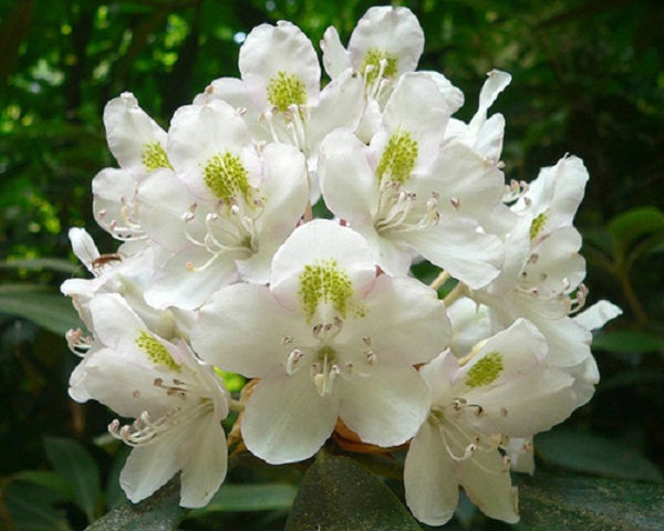Graines Rhododendron maximum, Grand Laurier, Grand Rhododendron, Rhododendron Rosebay, Rhododendron Américain