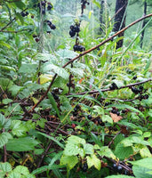 Graines de Cassissier, Ribes nigrum, Groseillier noir, Gadellier noir, Cassis