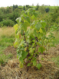 Graines de Cassissier, Ribes nigrum, Groseillier noir, Gadellier noir, Cassis