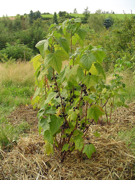 Graines de Cassissier, Ribes nigrum, Groseillier noir, Gadellier noir, Cassis