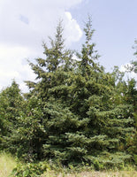 Graines Picea Glauca, Épinette blanche