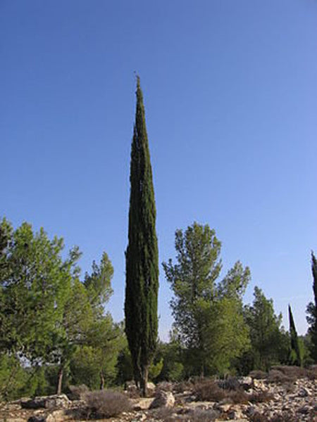 Graines Cupressus sempervirens, Cyprès Commun, Cyprès Sempervirent, Cyprès toujours vert, Cyprès d'Italie, Cyprès de Provence