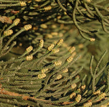 Graines Cupressus sempervirens, Cyprès Commun, Cyprès Sempervirent, Cyprès toujours vert, Cyprès d'Italie, Cyprès de Provence