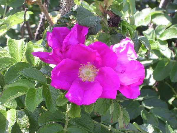 Rosa Rugosa Pink Seeds, Rugosa Rose, Japanese Rose, Rough Pink Rose, Japanese Rose