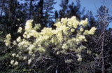 Graines Arbre à franges, Arbre de neige, Chionanthus virginicus, Chionanthe de Virginie, Arbre à neige