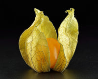 Graines de Coqueret du Pérou, Physalis Peruviana, Aguaymanto, Topotopo, Uchuva