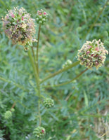 Graines de Pimprenelle, Sanguisorba Minor, Sanguisorbe