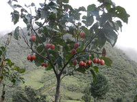 Graines de Tamarillo, Solanum Betaceum, tomate en arbre, prune du Japon, tomate arbuste, tomate de la Paz