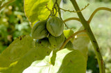 Graines de Tamarillo, Solanum Betaceum, tomate en arbre, prune du Japon, tomate arbuste, tomate de la Paz