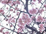 Graines de Prunus cerasoides, Cerisier Sauvage de l'Himalaya, Griotte