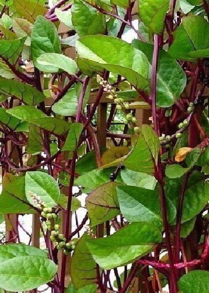 Graines d'épinard Malabar Rouge, Basella Rubra, Baselle