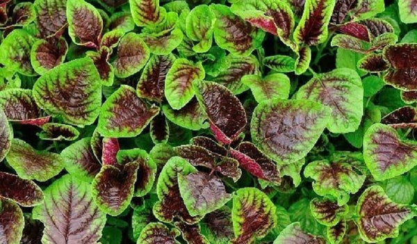 Graines d'Amaranthe de Chine Brède, Amaranthus tricolor, Amarante tricolore, Amarante fournaise