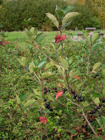 Graines Aronia melanocarpa, Aronia Noir, Aronie à fruits noirs, Aronia à fruits noirs, Sorbier noir