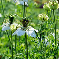 Graines de Nigelle cultivée, Nigella sativa, Cumin Noir, Herbe aux épices, Cheveux de Vénus, Barbe des Capucins