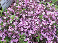 Graines de Saponaire de Montpellier, Saponaria ocymoides, Saponaire des rochers, Saponaire faux Basilic, Saponaire rose