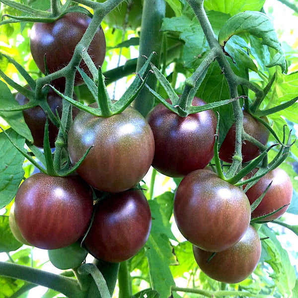 Graines de Tomate Black Russian Cherry