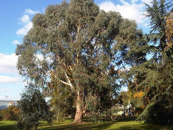 Graines d'Eucalyptus dalrympleana, Eucalyptus blanc des montagnes, Gommier blanc des montagnes