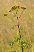 Graines de Tanaisie Commune, Tanacetum vulgare, Tanaisie, Fleurs Jaunes