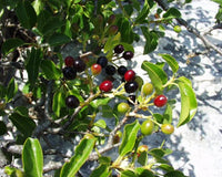 Graines Prunus mahaleb, Cerisier de Sainte Lucie, Faux merisier, Bois de Sainte-Lucie