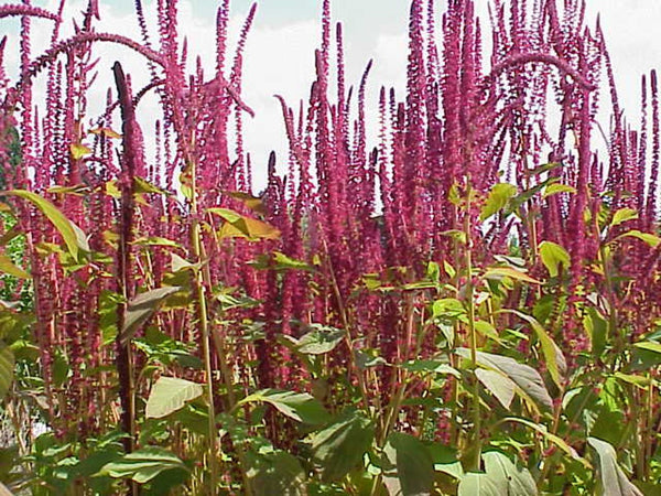 Graines d'Amaranthus Cruentus, Amarante, Amaranthe Flamme Rouge