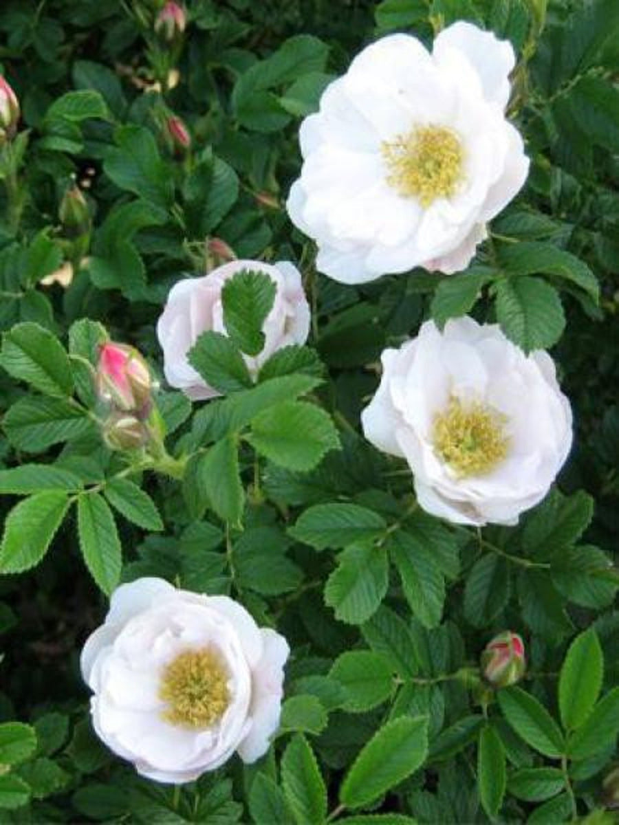 Graines Rosier Rugosa, Rosa Rugosa Alba, Rosier du Japon, Rosier rugue ...