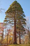 Graines Séquoiadendron Giganteum, Séquoia géant