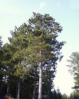 Graines de Pin rouge, Pinus Resinosa, Pin Résineux, Pin de Norvège