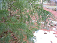 Graines Pinus strobus, Pin blanc, Pin de Weymouth, Pin du Lord