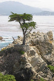 Graines de Cyprès de Lambert, Cupressus Macrocarpa, Cyprès de Monterey