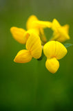 Graines Lotier corniculé, Lotus Corniculatus