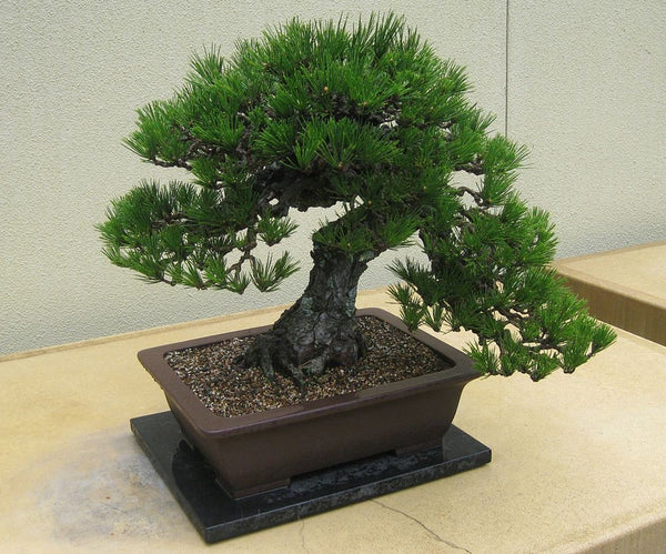 Graines Pin noir du Japon, Pinus Thunbergii, Pin Noir, Pinus Thunbergiana
