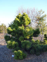 Graines Pin noir du Japon, Pinus Thunbergii, Pin Noir, Pinus Thunbergiana