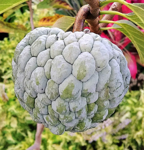 Graines d'Attier, Annona Squamosa, Pommier Cannelle