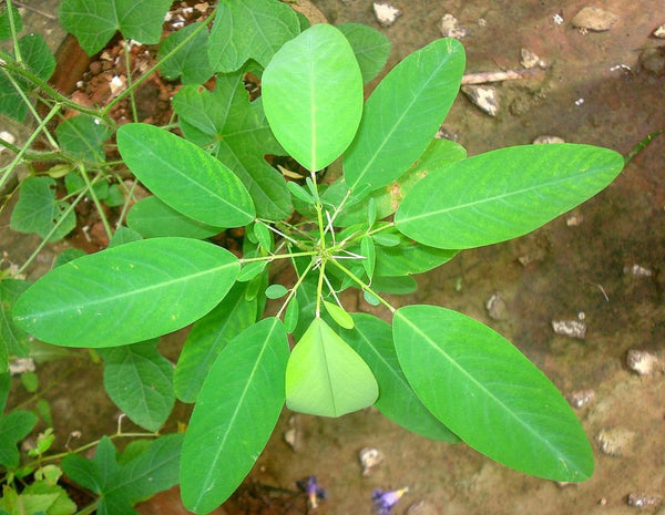 Codariocalyx motorius, Tanzende Pflanze, Desmodium gyrans, Oszillierende Sainfoin-Samen