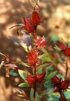 Seeds Hibiscus sabdariffa, Guinea sorrel, Roselle, Country gooseberry