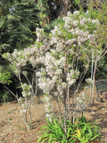 Graines Xanthoceras sorbifolium, Xanthoceras sorbifolium à feuilles de Sorbier