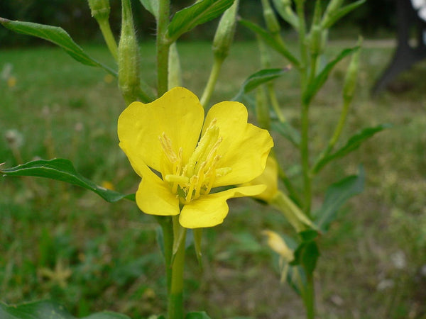 Graines Onagre bisannuelle, Oenothera biennis