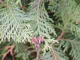 Seeds Western Thuja, Thuja occidentalis, Canadian White Cedar, Canadian Thuya, Western Thuya