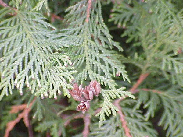 Westliche Thuja-Samen, Thuja occidentalis, Kanadische Weiße Zeder, Kan – NinaSeeds