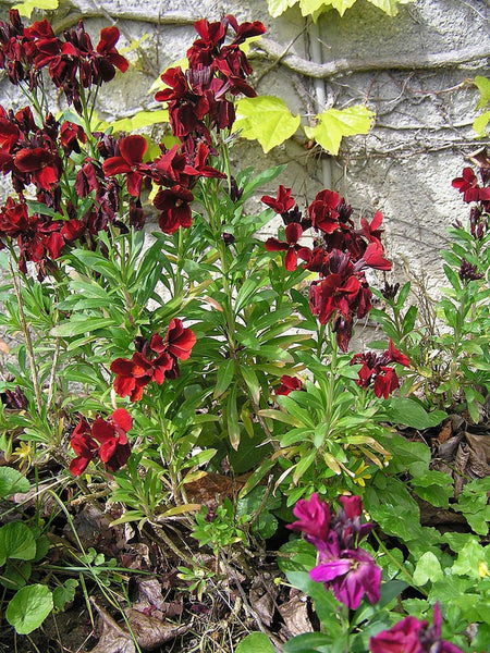 Graines Giroflée des murailles, Erysimum cheiri, Girofle