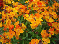 Graines Giroflée des murailles, Erysimum cheiri, Girofle