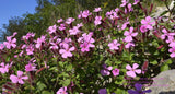 Graines de Saponaire de Montpellier, Saponaria ocymoides, Saponaire des rochers, Saponaire faux Basilic, Saponaire rose