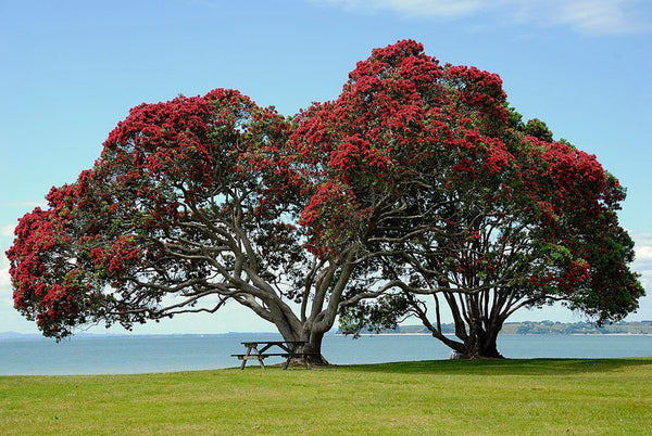 Graines Pohutukawa, Metrosideros excelsa, arbre de Noël de Nouvelle-Zélande
