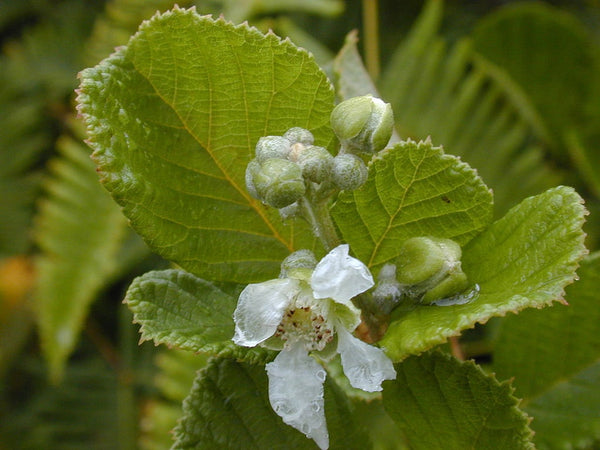 Graines Rubus ellipticus, Piquant Lou-Lou