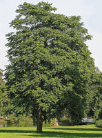 Graines Ailanthus altissima, Ailante glanduleux, Ailante, Faux vernis du Japon, Frêne puant, Vernis de Chine