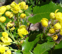 Graines Mahonia Aquifolium, Berberis aquifolium, Mahonia faux houx, Mahonia à feuilles de houx