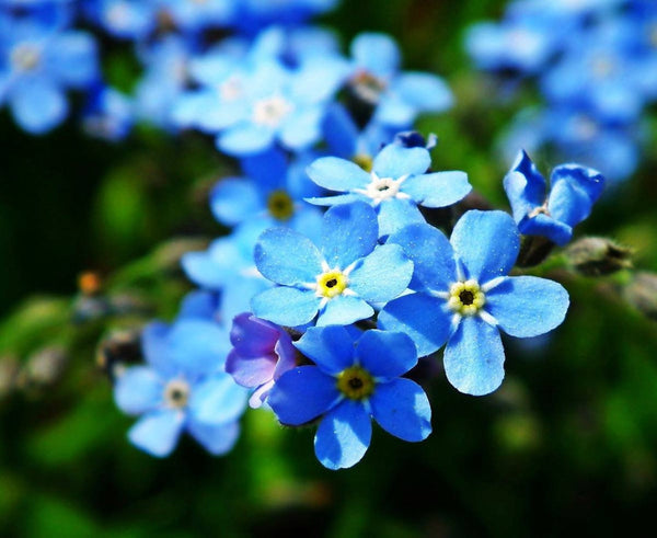 Graines de Myosotis des Alpes, Fleurs Bleues, Myosotis, grémillet, herbe d'amour, scorpione, désespoir du peintre