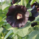 Graines de Rose Trémière Noire, Alcea rosea, passe-rose, passerose, primerose